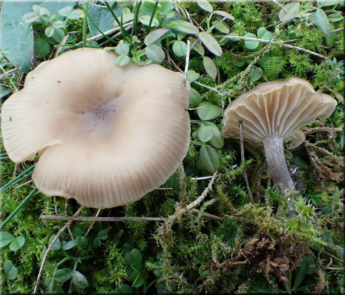 Clitocybe barbularum